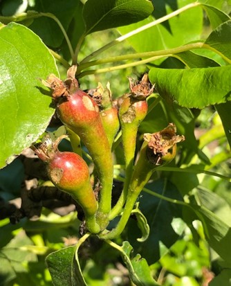 Xentari bladroller.jpg